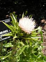 Chardon (02) (Photo F. Mrugala)